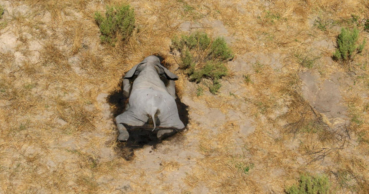 Elephants dying in Botswana still a mystery but lab results expected