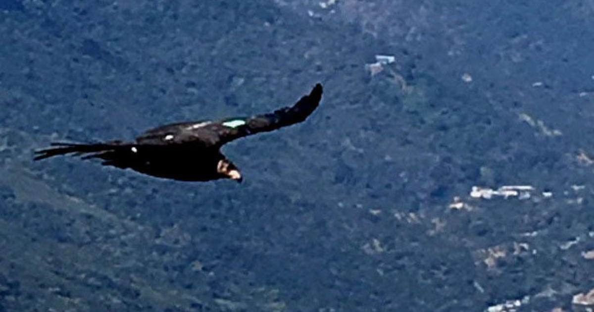 Endangered California condors spotted in Sequoia National Park for the first time in nearly 50 years