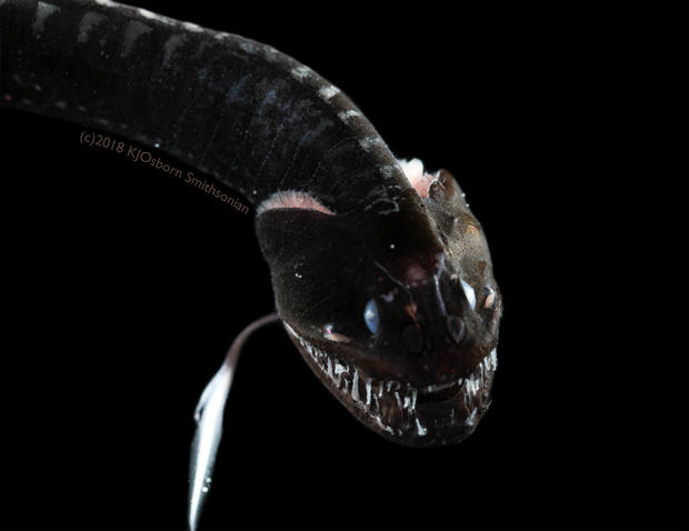 The ultra-black Pacific blackdragon (Idiacanthus antrostomus) 