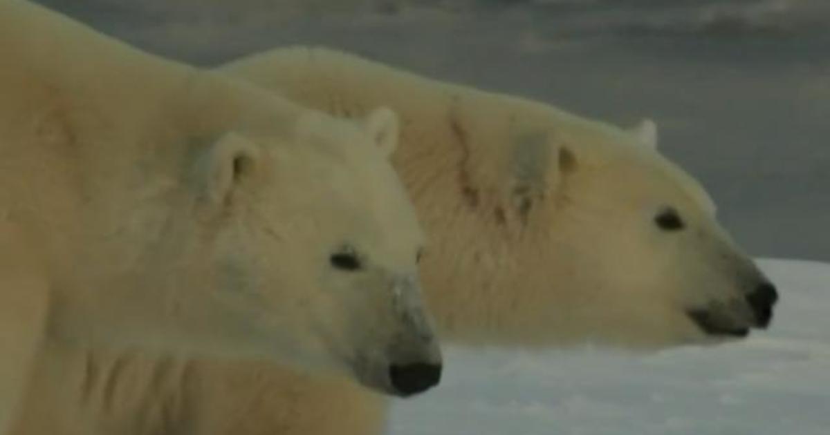 Polar bears could go extinct due to climate change, study warns - CBS News