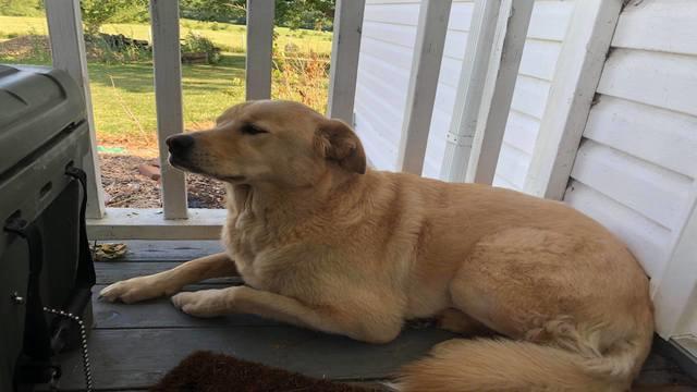 A Dog Went Missing She Turned Up At Her Old Home 57 Miles Away In Another State Cbs News