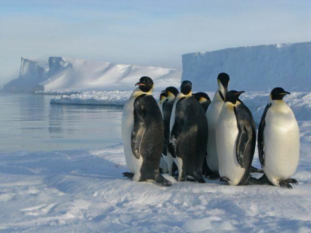 Newswise: Emperor Penguins, Increasingly Under Siege by Climate Change, Proposed as Threatened Species Under Endangered Species Act