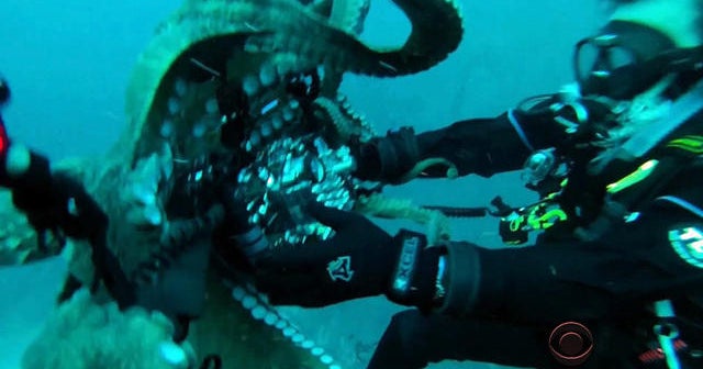 Octopus tries to steal camera from diver CBS News
