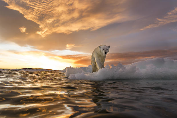 Polar Bear, Repulse Bay, Nunavut, Canada 