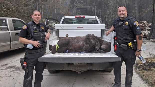 Two Lincoln Police Officers Pose Next to Injured Bear They Helped Rescue in Butte County 