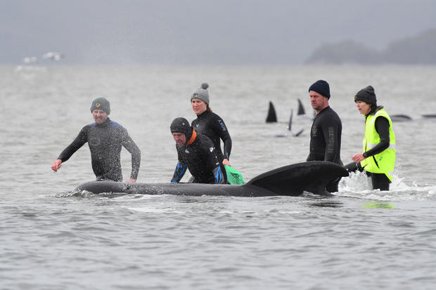 Whale rescue efforts take place at Macquarie Harbour in Tasmania 