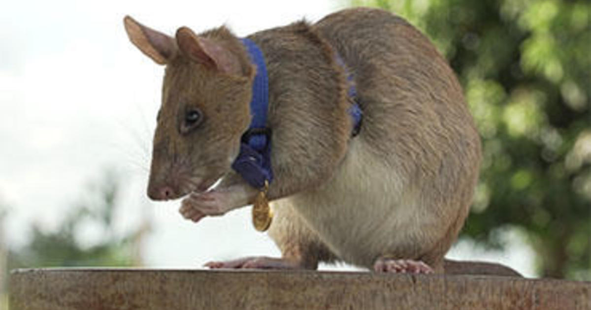Le « rat héros » qui a découvert des dizaines de mines terrestres au Cambodge prend sa retraite