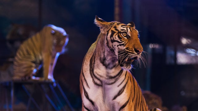 tiger in the circus arena