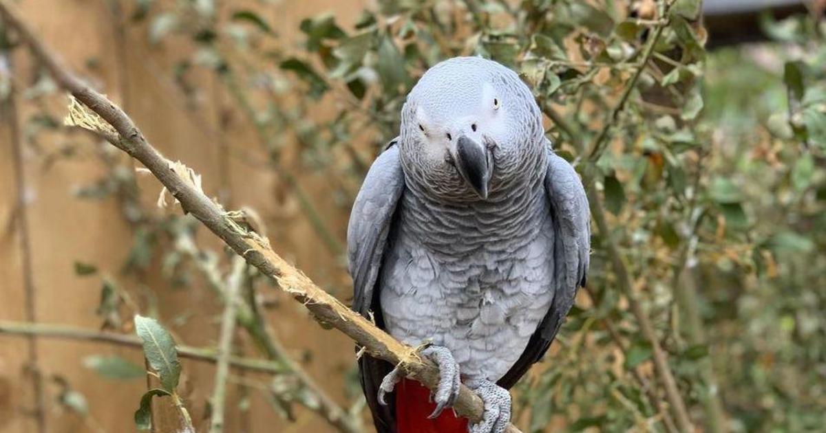 Five parrots separated at British zoo after encouraging each other to curse profusely at guests - CBS News