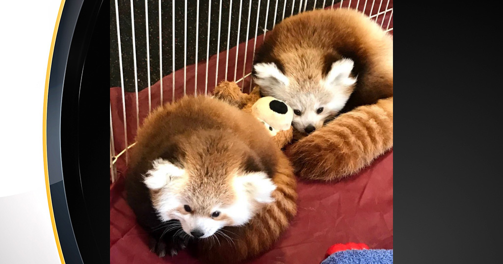 Adorable Pair Of Red Panda Cubs Make Debut At Erie Zoo CBS Pittsburgh