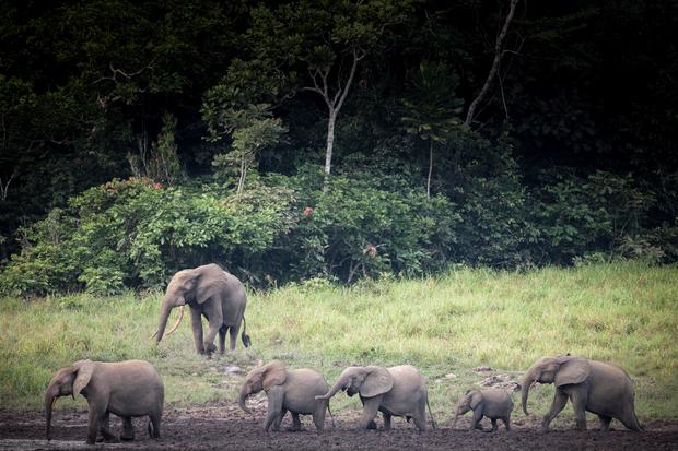 TOPSHOT-GABON-ENVIRONMENT-ANIMALS-FEATURE 