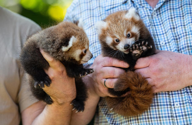 Youngsters with the little pandas 