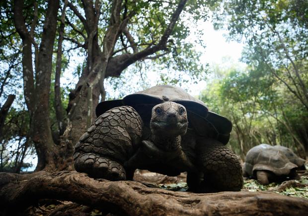 Giant tortoises at Changuu Island 