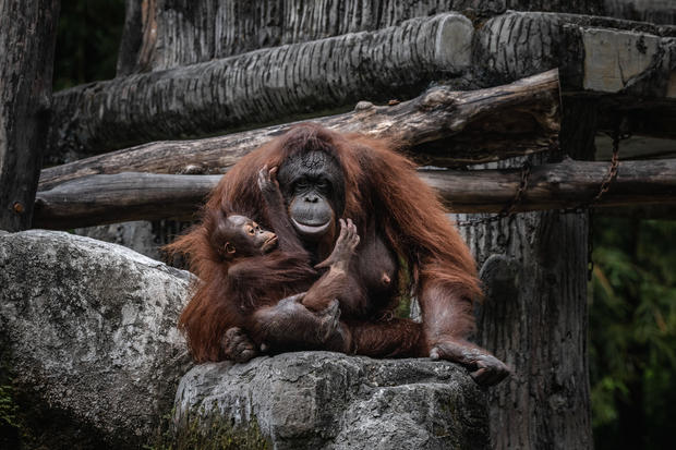 Indonesia's Zoo Animals Face Food Shortage Amid The Coronavirus Pandemic 