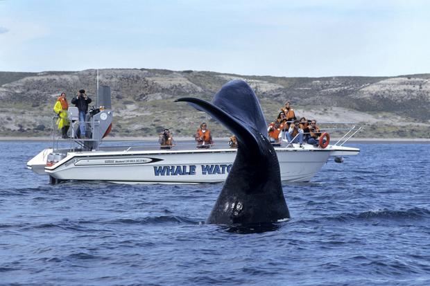 NORTH ATLANTIC RIGHT WHALE (EUBALAENA GLACIALIS), VALDES PENINSULA, ARGENTINA 