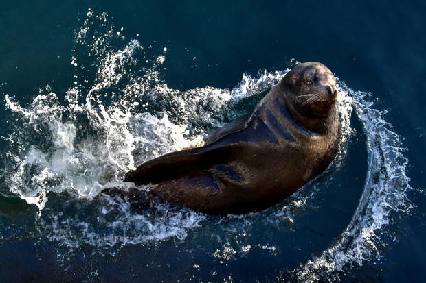 Northern sea lions in Kamchatka, Russia 