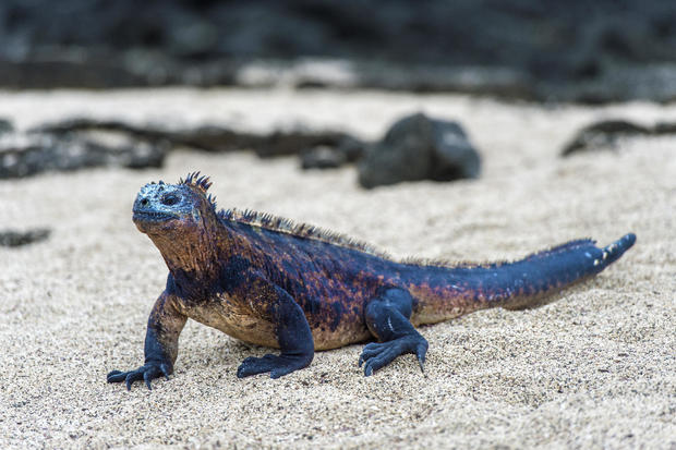 Marine iguana, Amblyrhynchus cristatus albemarlensis, an endemic species on Isabela Island, Galapagos Islands, Ecuador 