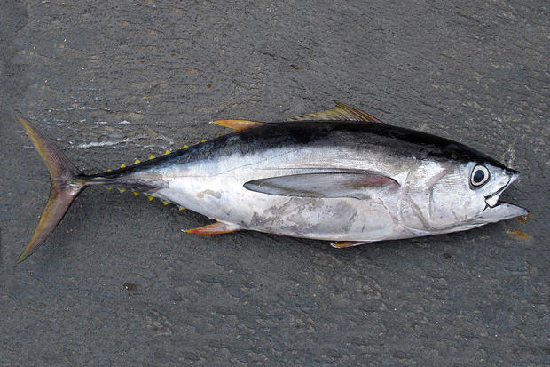 bigeyetuna.jpg 