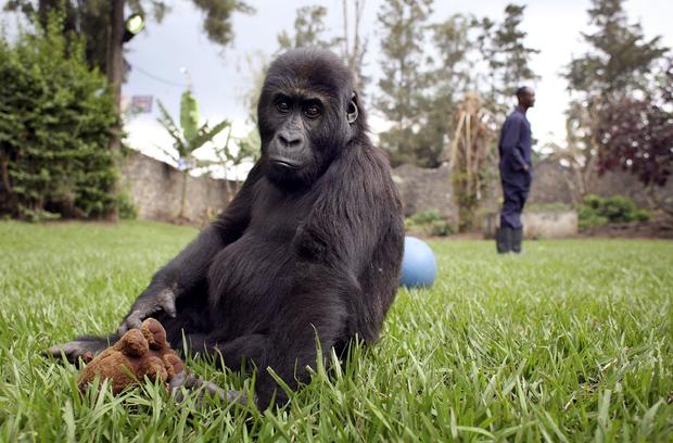 Congo Battles To Save Wildlife After Years Of War And Poaching 