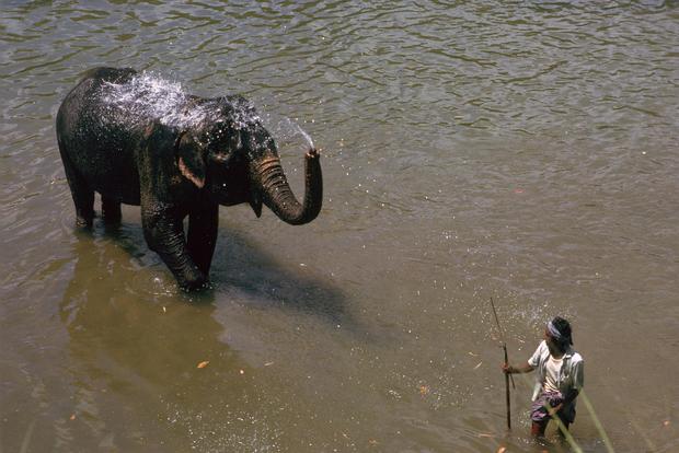 Elephant cooling off in a river in Sri Lanka. Artist: CM Dixon 