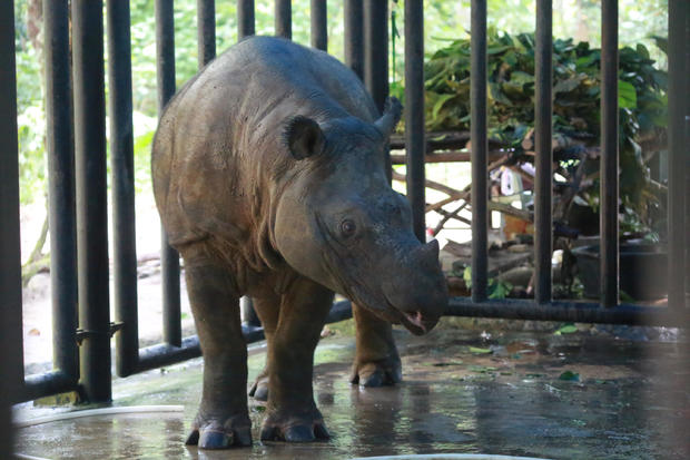 INDONESIA-ANIMAL-RHINO 