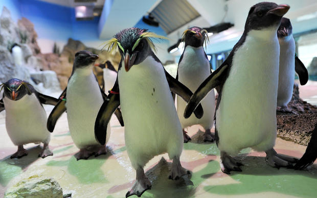 GERMANY-ANIMALS-PENGUIN 