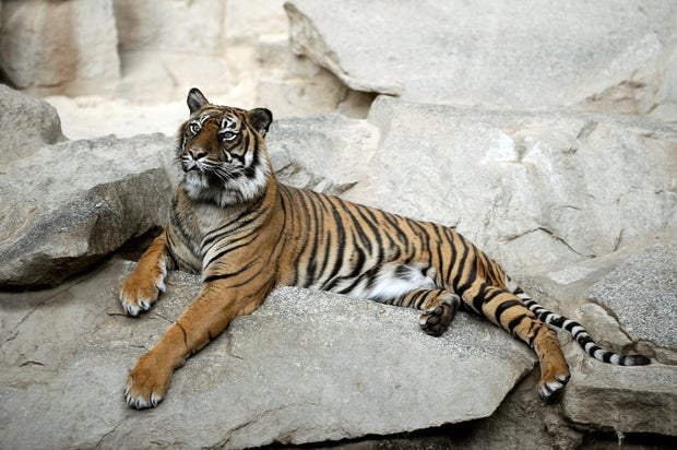 The most endangered species on Earth - CBS News
