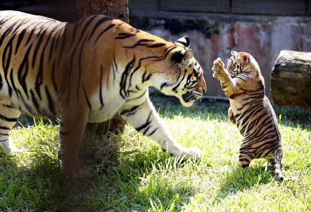 MYANMAR-YANGON-TIGER CUBS-PUBLIC PRESENTING 