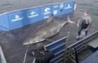 cbsn-fusion-massive-50-year-old-great-white-shark-nicknamed-queen-of-the-ocean-thumbnail-563507-640x360.jpg 