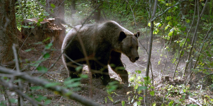 People and grizzly bears learn to live with each other in Montana 