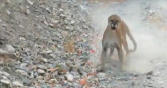 Utah hiker captures terrifying experience running into a mountain lion ...
