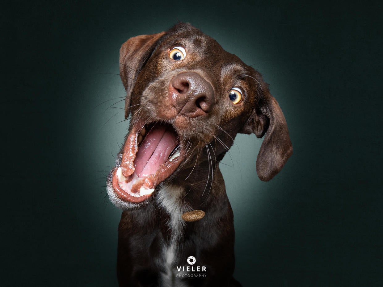 He's got the chops... Just 54 photos of dogs getting treats CBS News