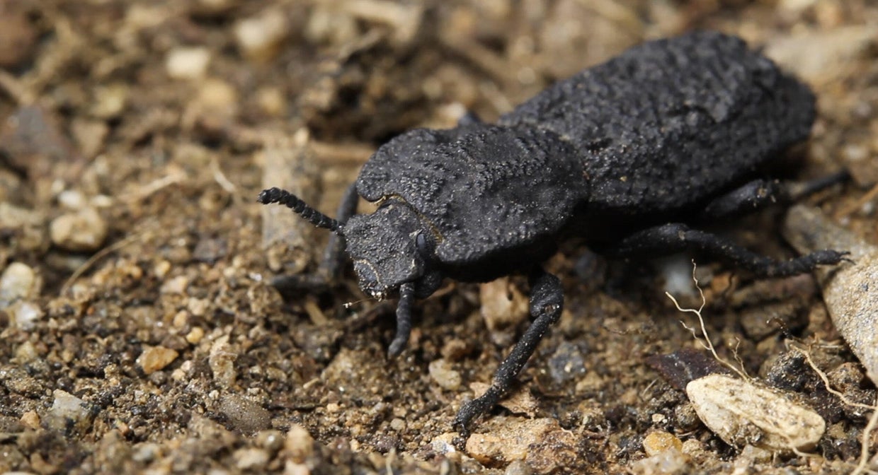 Meet the diabolical ironclad beetle, which can survive being run over
