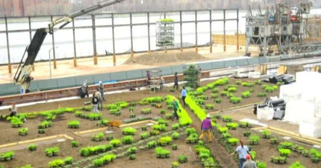 Brooklyn Grange Rooftop Farms' designbuild arm cultivates green roof