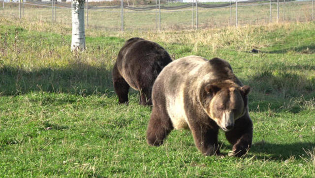 What Can The Hibernation Of Bears Teach Humans Cbs News