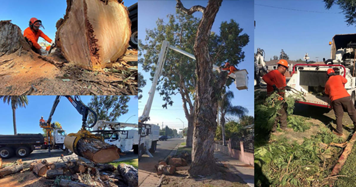 Wind Storm Took Out 31 Trees Broke Off 53 Tree Limbs In Santa Ana