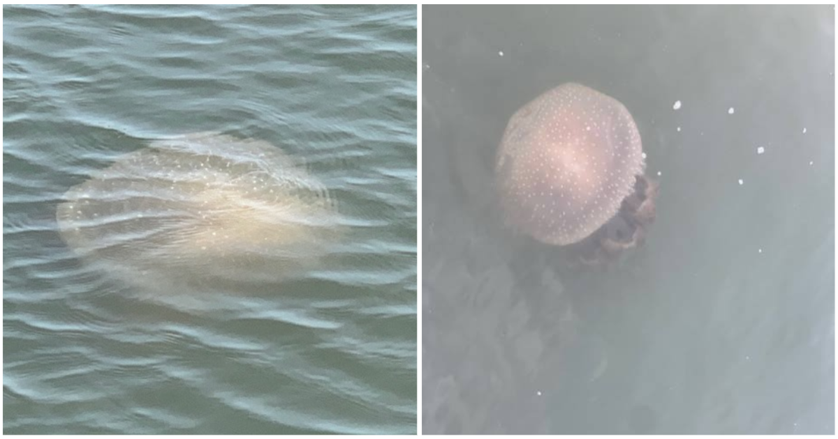 Invasive jellyfish that can grow to the size of beach balls and damage