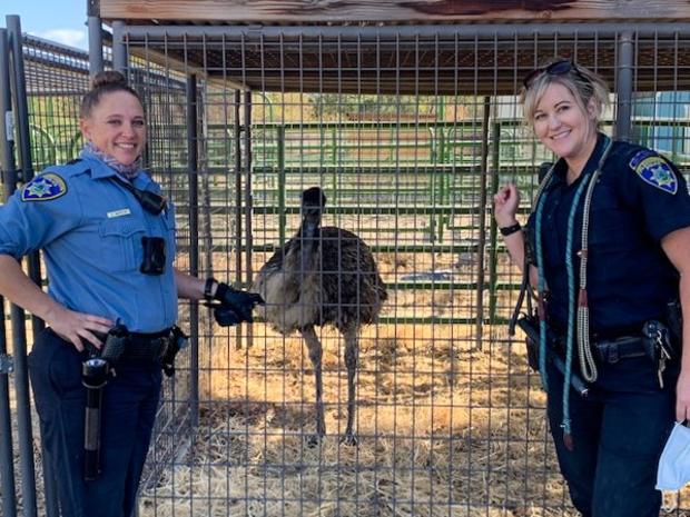 Emu captured in Pleasanton 