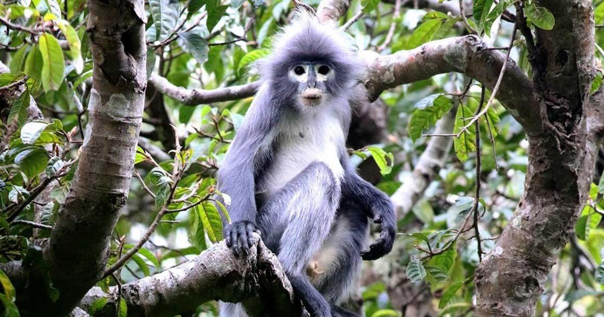 Scientists just discovered a new species of monkey — but it is already critically endangered