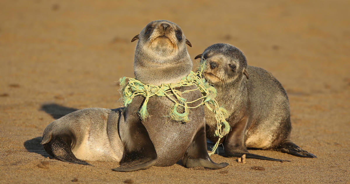 A Decade Of Plastic Has Entangled Choked And Drowned Over 1 500 