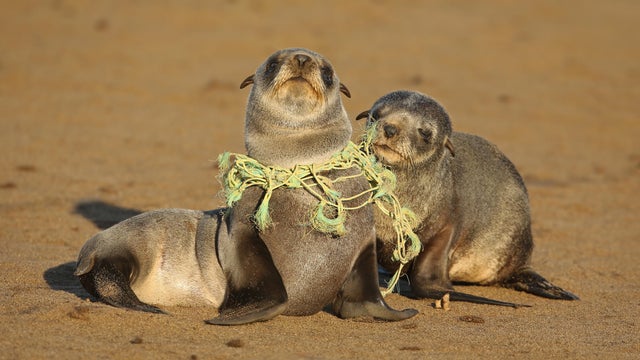 Seal Pup choking on Fishing line 