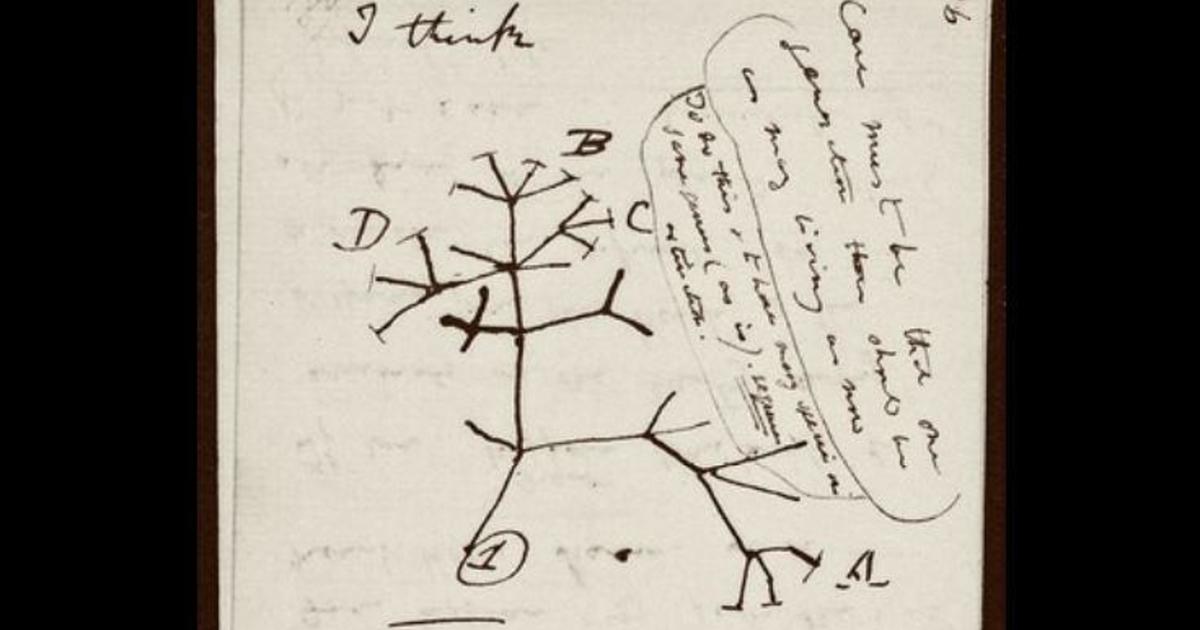 Charles Darwin notebooks with early ideas on evolution, "Tree of Life"  sketch, "stolen" from Cambridge University - CBS News