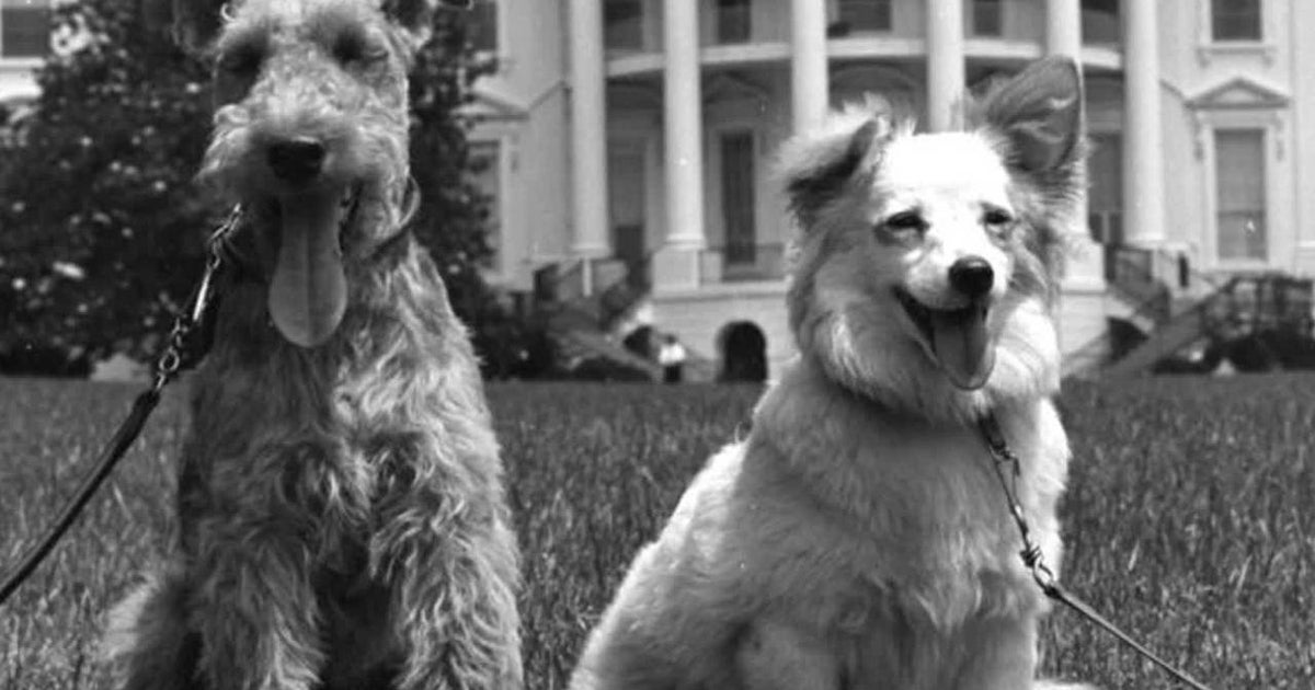 Presidential pets JFK's canine détente CBS News