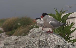 terns1920-597761-640x360.jpg 