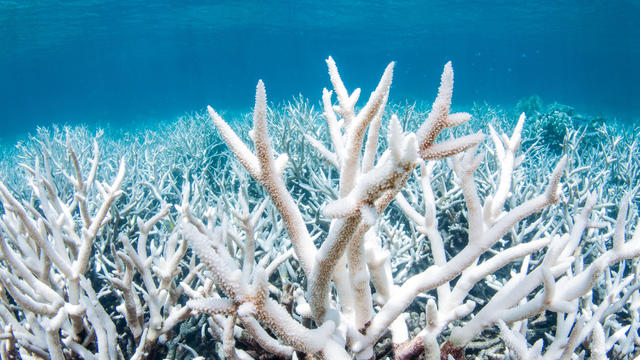 Coral Bleaching on the Great Barrier Reef in Australia 