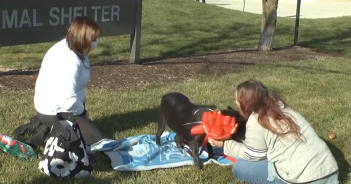 Woman Reunited With Lost Black Lab After 3 Years; 'I Just Lost It. I
