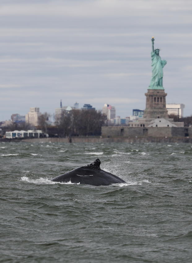 A humpback whale surfaces near the Statue of Liberty in this photo taken from a boat on New York Harbor in New York City 