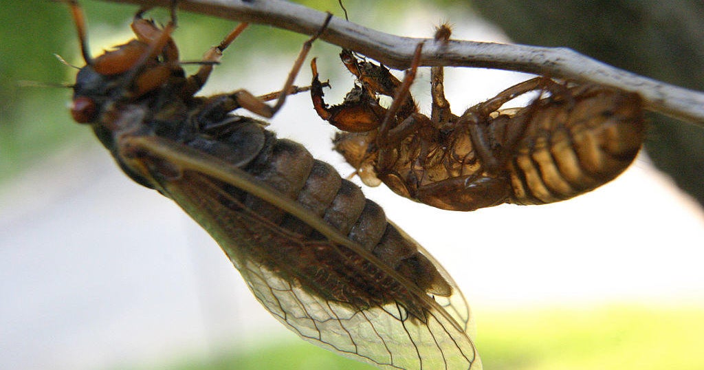 What Is Brood X The U S Cicada Infestation Coming In 21 Cbs News