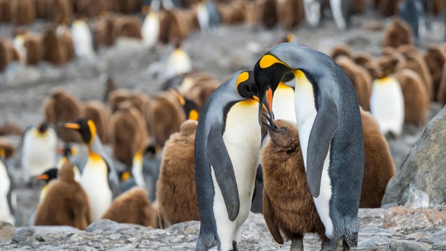 King Penguin Aptenodytes patagonicus on the island of South Georgia the rookery in St Andrews Bay Feeding behaviour Antarctica Subantarctica South Georgia 