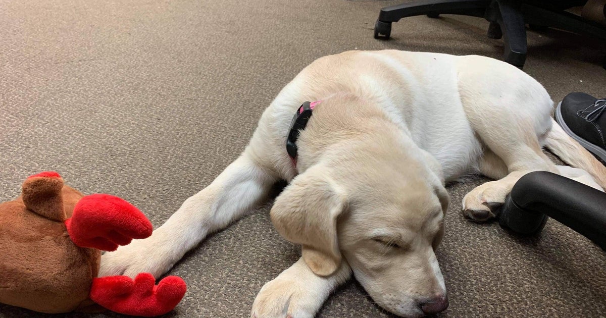 Wisconsin nursing home residents get weekly doses of puppy love